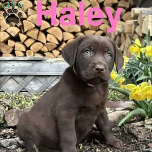Haley, Chocolate Labrador Retriever Puppy