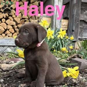 Haley, Chocolate Labrador Retriever Puppy