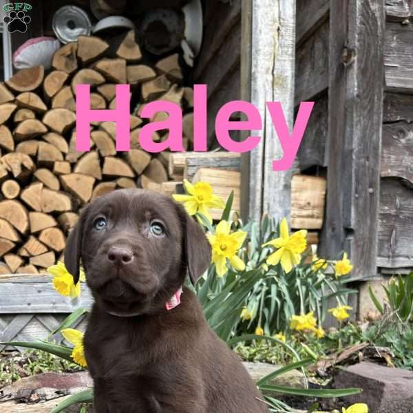 Haley, Chocolate Labrador Retriever Puppy