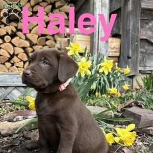 Haley, Chocolate Labrador Retriever Puppy