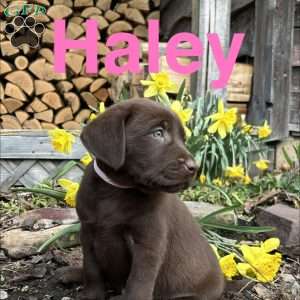 Haley, Chocolate Labrador Retriever Puppy
