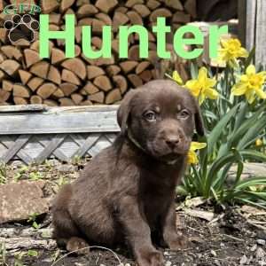 Hunter, Chocolate Labrador Retriever Puppy