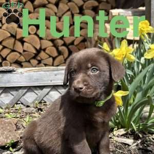Hunter, Chocolate Labrador Retriever Puppy