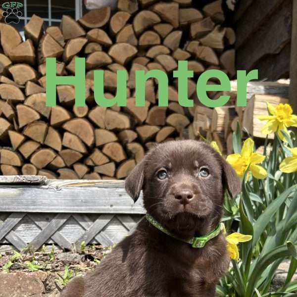 Hunter, Chocolate Labrador Retriever Puppy