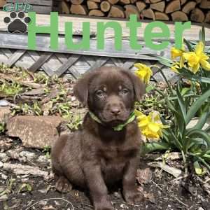 Hunter, Chocolate Labrador Retriever Puppy