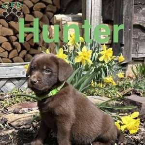 Hunter, Chocolate Labrador Retriever Puppy