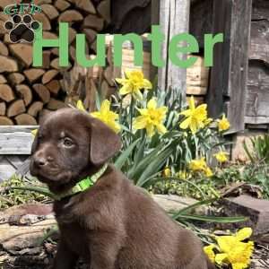 Hunter, Chocolate Labrador Retriever Puppy