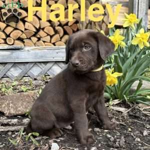 Harley, Chocolate Labrador Retriever Puppy