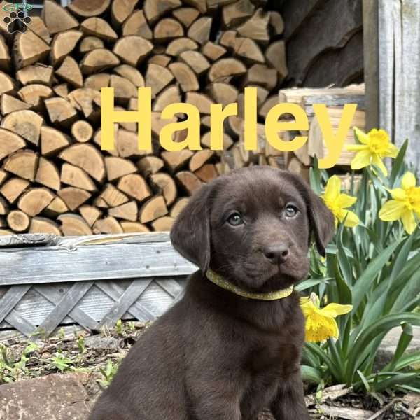 Harley, Chocolate Labrador Retriever Puppy