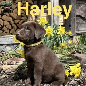 Harley, Chocolate Labrador Retriever Puppy