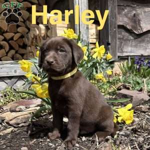 Harley, Chocolate Labrador Retriever Puppy