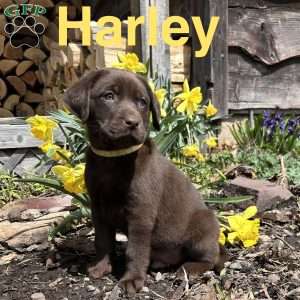 Harley, Chocolate Labrador Retriever Puppy