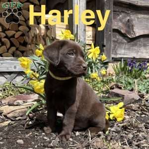 Harley, Chocolate Labrador Retriever Puppy