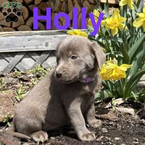 Holly, Silver Labrador Retriever Puppy