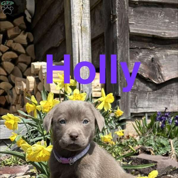 Holly, Silver Labrador Retriever Puppy