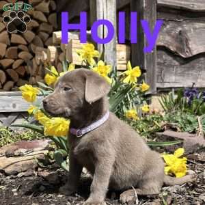 Holly, Silver Labrador Retriever Puppy