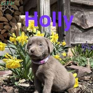 Holly, Silver Labrador Retriever Puppy