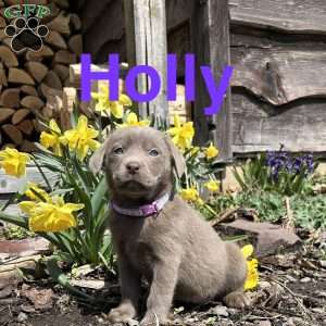 Holly, Silver Labrador Retriever Puppy