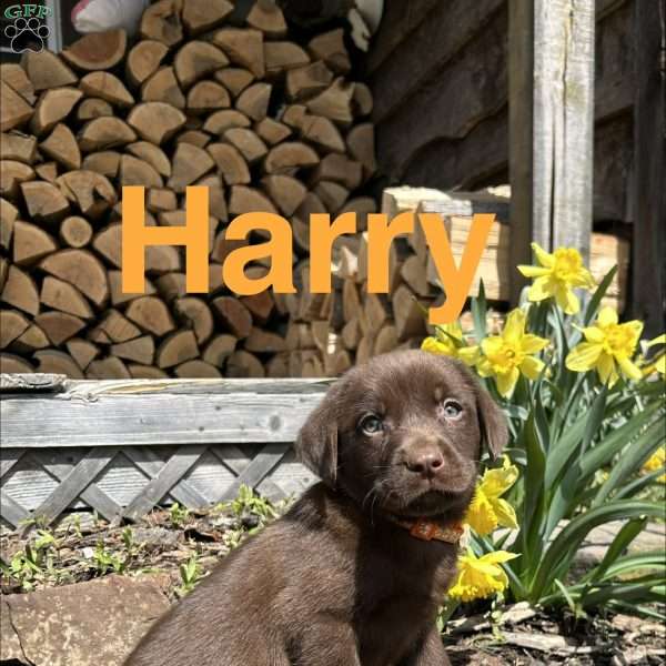 Harry, Chocolate Labrador Retriever Puppy