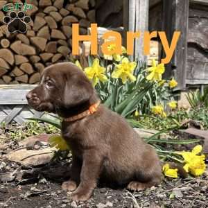 Harry, Chocolate Labrador Retriever Puppy