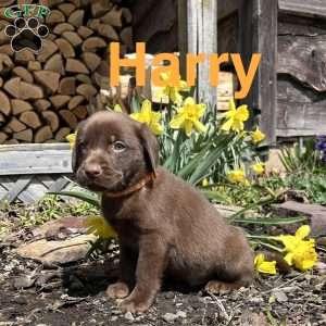 Harry, Chocolate Labrador Retriever Puppy
