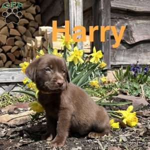 Harry, Chocolate Labrador Retriever Puppy