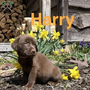 Harry, Chocolate Labrador Retriever Puppy
