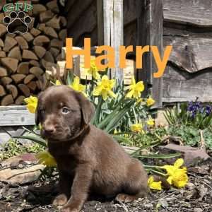Harry, Chocolate Labrador Retriever Puppy