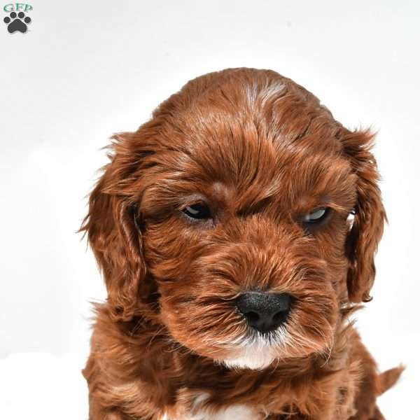 Kit-Kat, Cavapoo Puppy