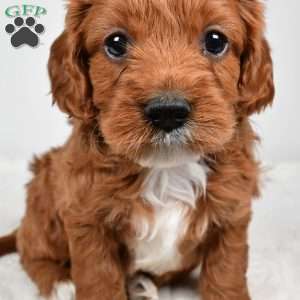 Skittles, Cavapoo Puppy