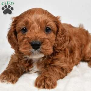 Rolo, Cavapoo Puppy