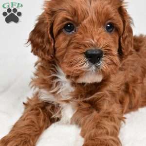 Taffy, Cavapoo Puppy