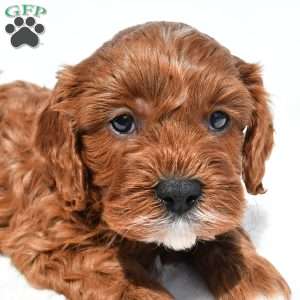 Kit-Kat, Cavapoo Puppy