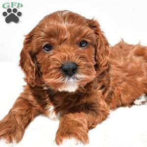 Kit-Kat, Cavapoo Puppy