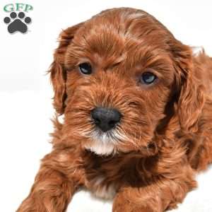 Kit-Kat, Cavapoo Puppy