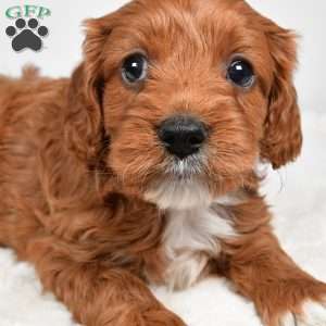 Skittles, Cavapoo Puppy
