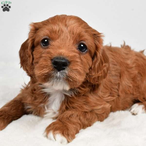 Skittles, Cavapoo Puppy