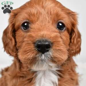 Skittles, Cavapoo Puppy