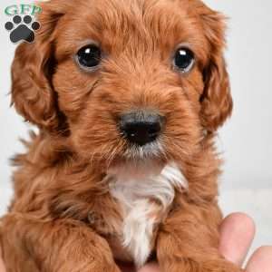 Rolo, Cavapoo Puppy