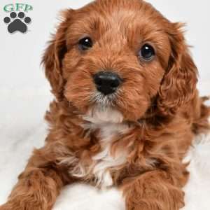 Rolo, Cavapoo Puppy