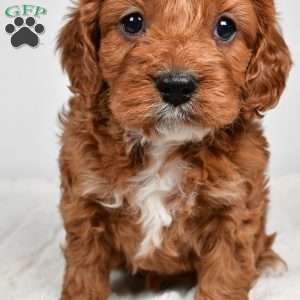 Rolo, Cavapoo Puppy