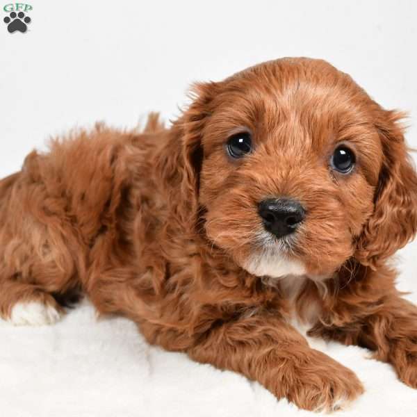 Rolo, Cavapoo Puppy