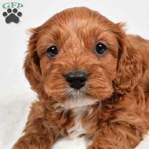 Rolo, Cavapoo Puppy
