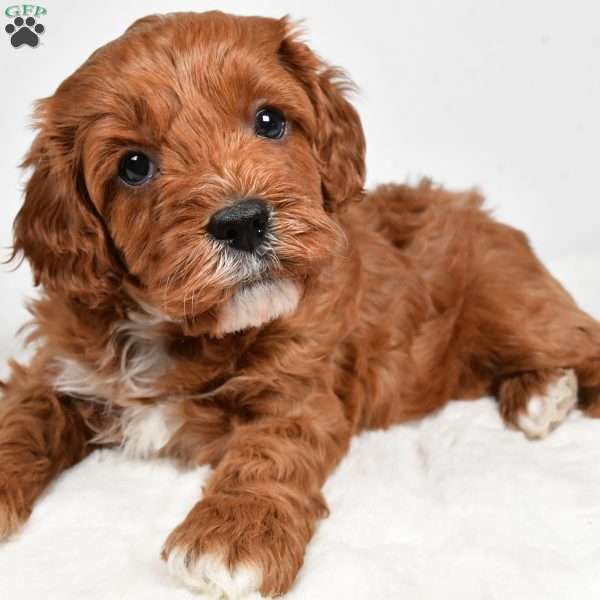 Taffy, Cavapoo Puppy