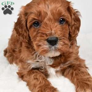 Taffy, Cavapoo Puppy