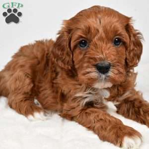 Taffy, Cavapoo Puppy