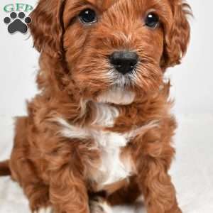 Taffy, Cavapoo Puppy