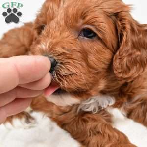 Taffy, Cavapoo Puppy