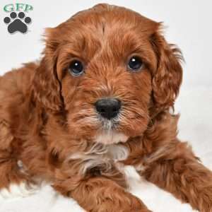 Taffy, Cavapoo Puppy