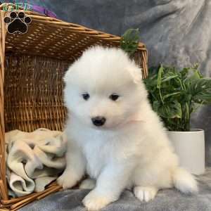 Stella, Samoyed Puppy